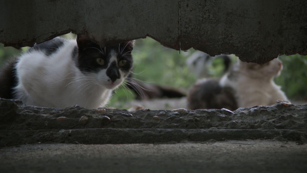 Crítica de “El Baldío” de Liliana Paolinelli, una reflexión sobre la vida moderna